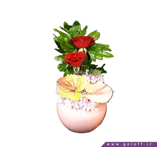 خرید گل ارزان - گل پروجا - Perugia | گل آف